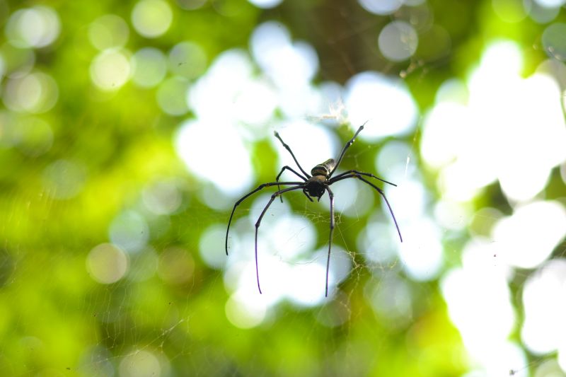 Common Spiders Extermination in New Braunfels, TX