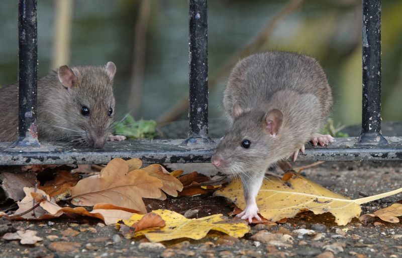 Rat Fumigation Service in Winston Salem, NC