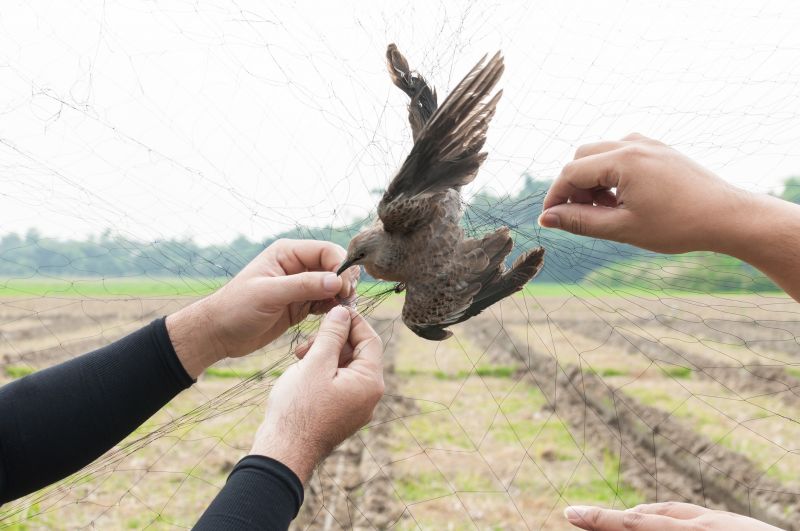 Duck Removal