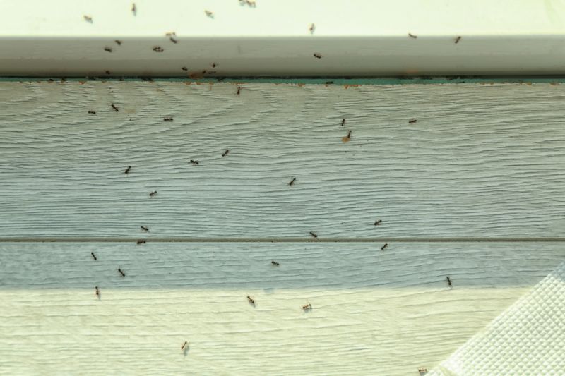 Ants Extermination Service in New Braunfels, TX