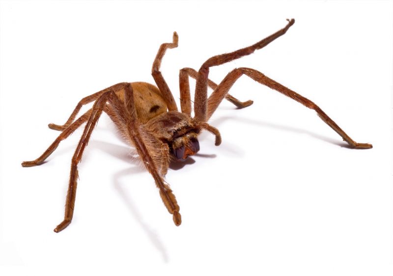 Common Spiders Extermination in Denton, TX