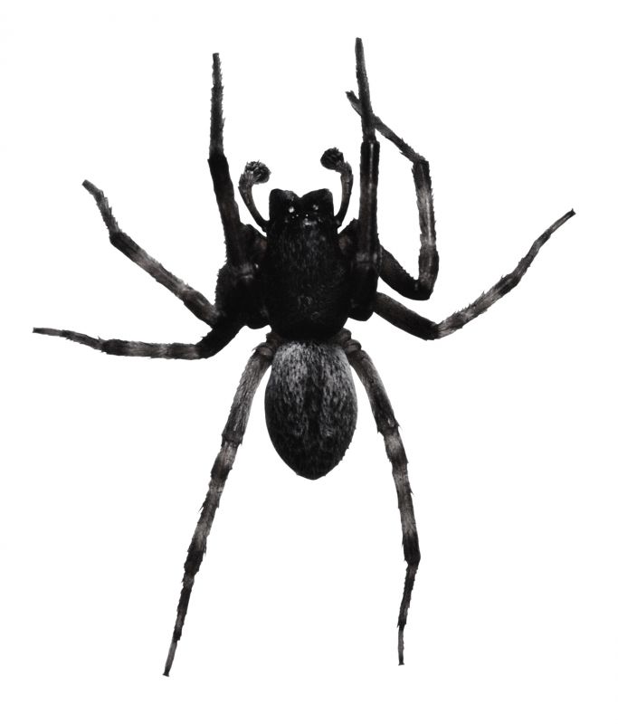 Common Spiders Extermination in Mckinney, TX
