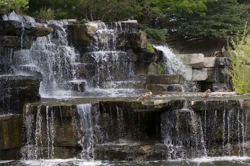 Relocated Ducks in New Habitat