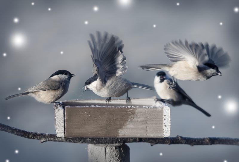 Ducks in Spring Migration