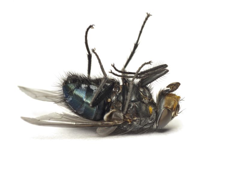 Fly Control Service in Frisco, TX