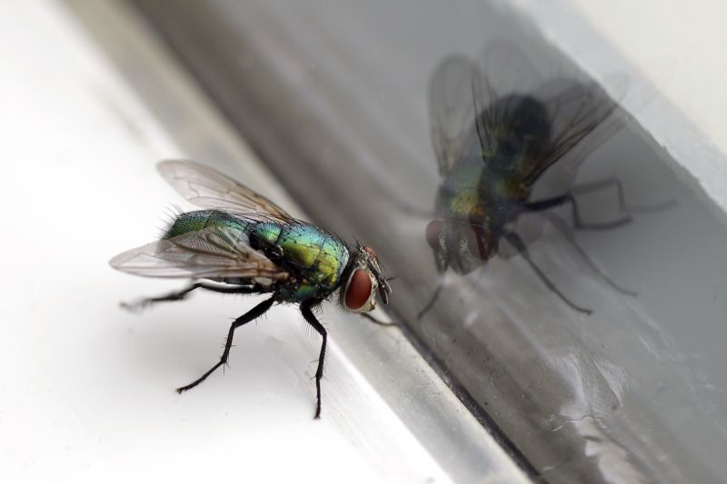 Fly Control Service in Fort Worth, TX