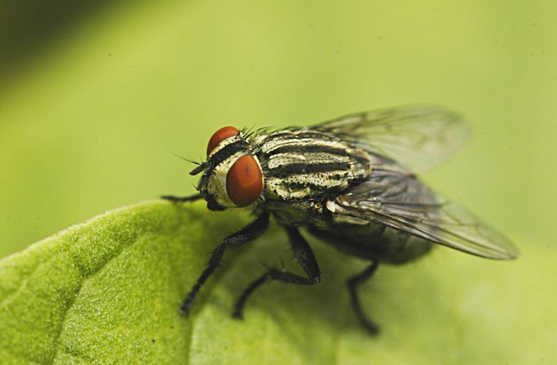 Fly Extermination in Mckinney, TX