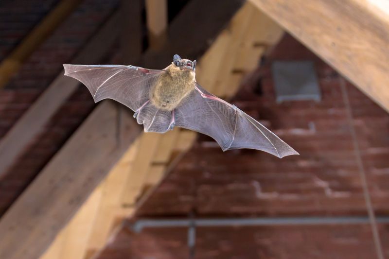 Health Risks Associated With Birds And Bats On Your Property