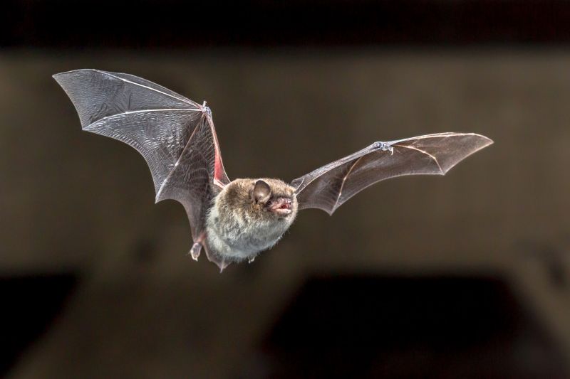 Health Risks Linked To Birds And Bats In Commercial Properties