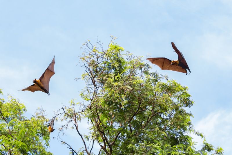 How Birds And Bats Create Problems