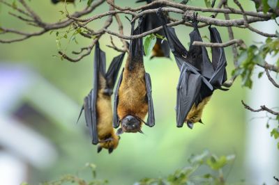 Humane Bird And Bat Deterrent Methods For Large Buildings