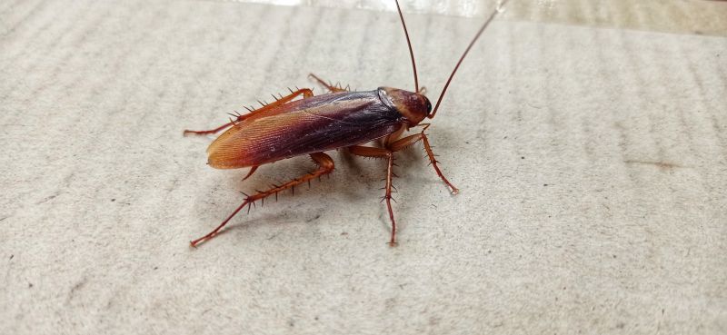 Roach Fumigation in Bellingham, WA