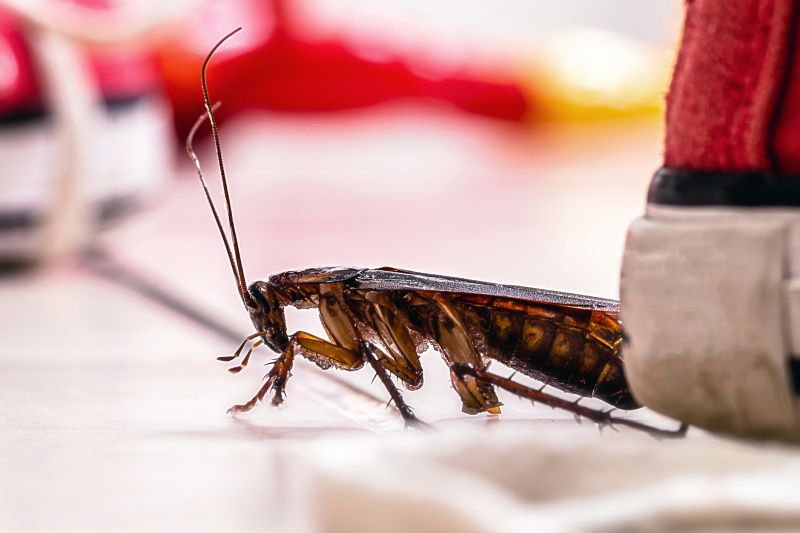 Roach Fumigation in Fort Collins, CO