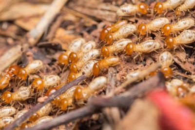 Termite Inspection Service in Katy, TX