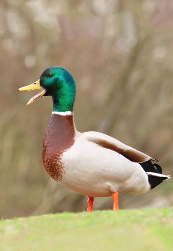 Wildlife Rehabilitation Centers