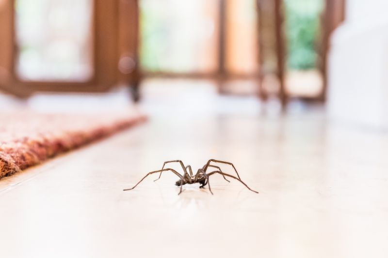 Wolf Spider Removal in Rockwall, TX