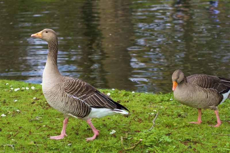 Protects local wildlife